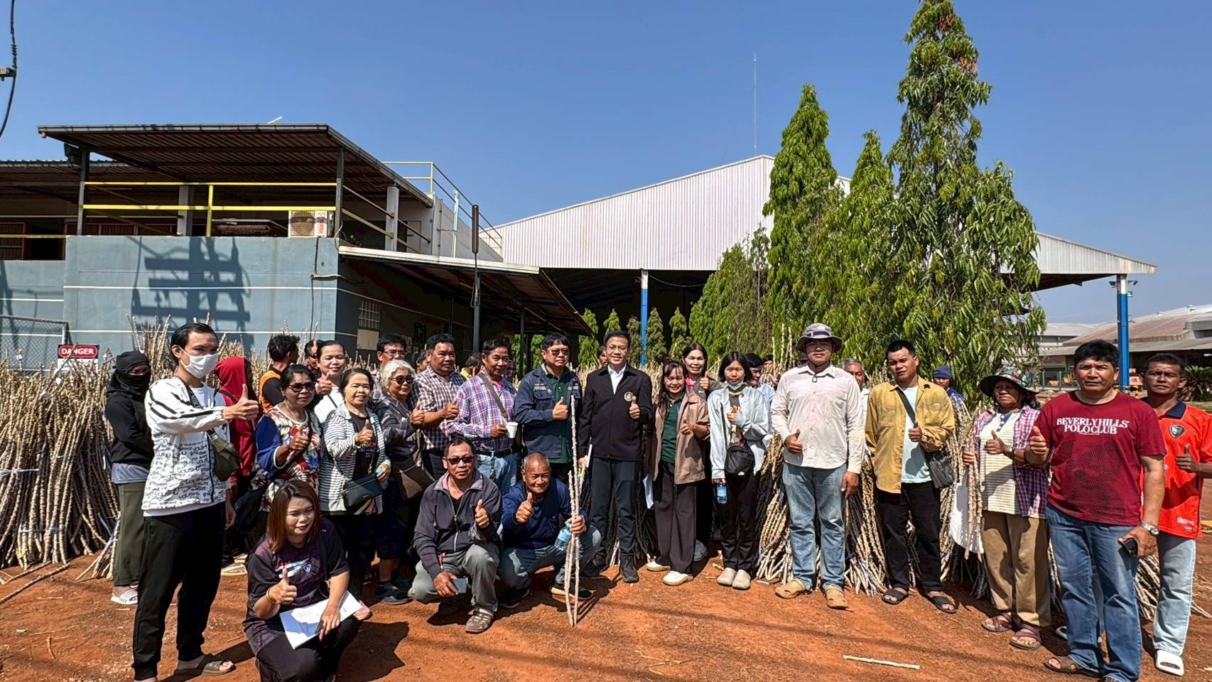 เกษตรหนองบุญมาก ผนึกกำลังเอกชน ส่งมอบท่อนพันธุ์พันธุ์ต้านทานโรคใบด่างกว่า 2.4 แสนลำ ยกระดับรายได้เกษตรกรโคราช